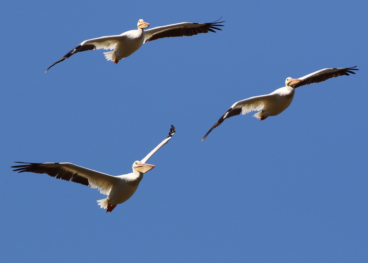 American White Pelican - ML356138861