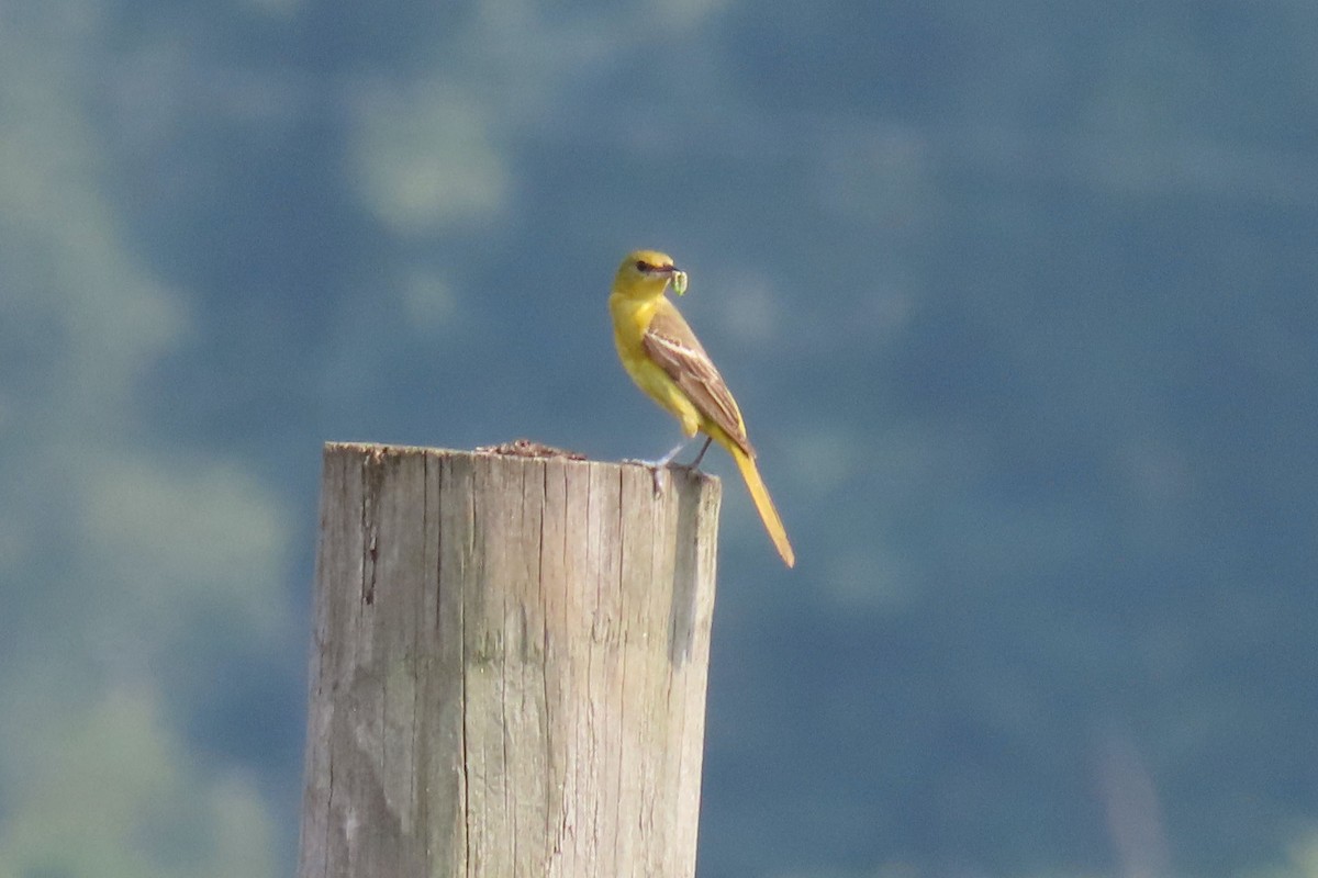 Orchard Oriole - ML356139991