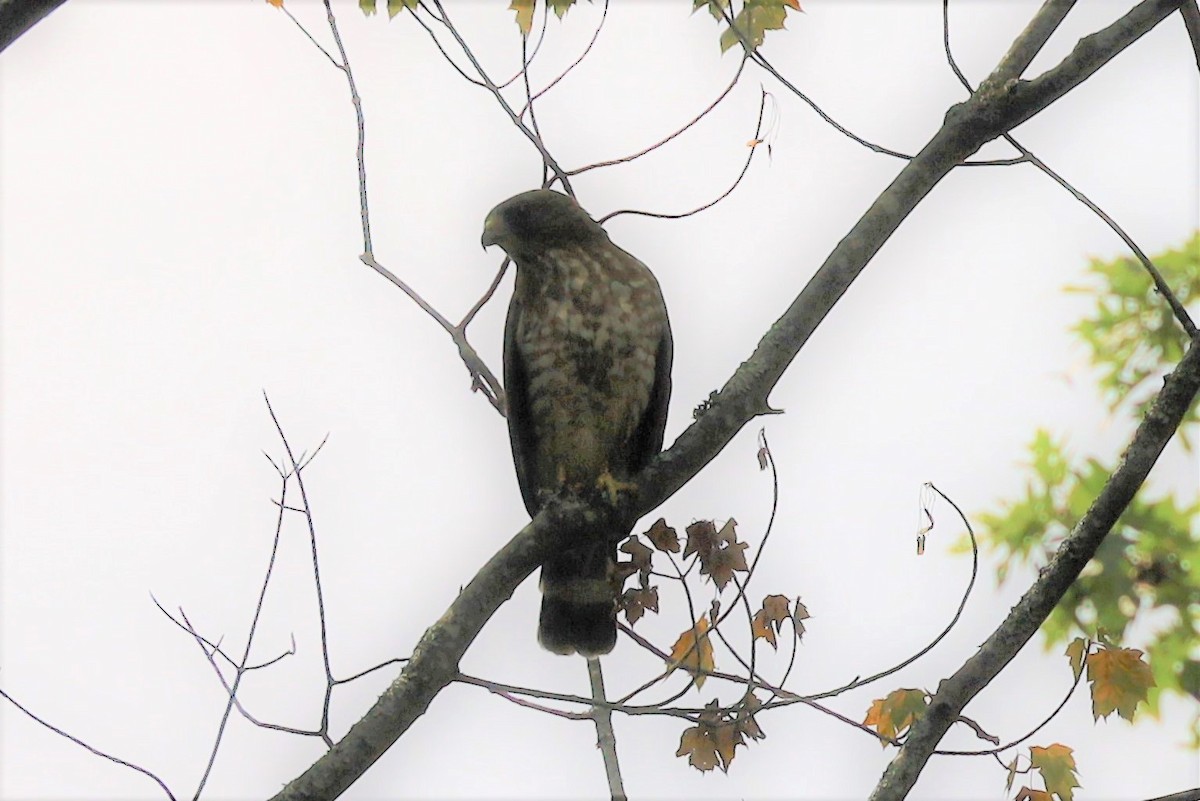 Broad-winged Hawk - ML356143151