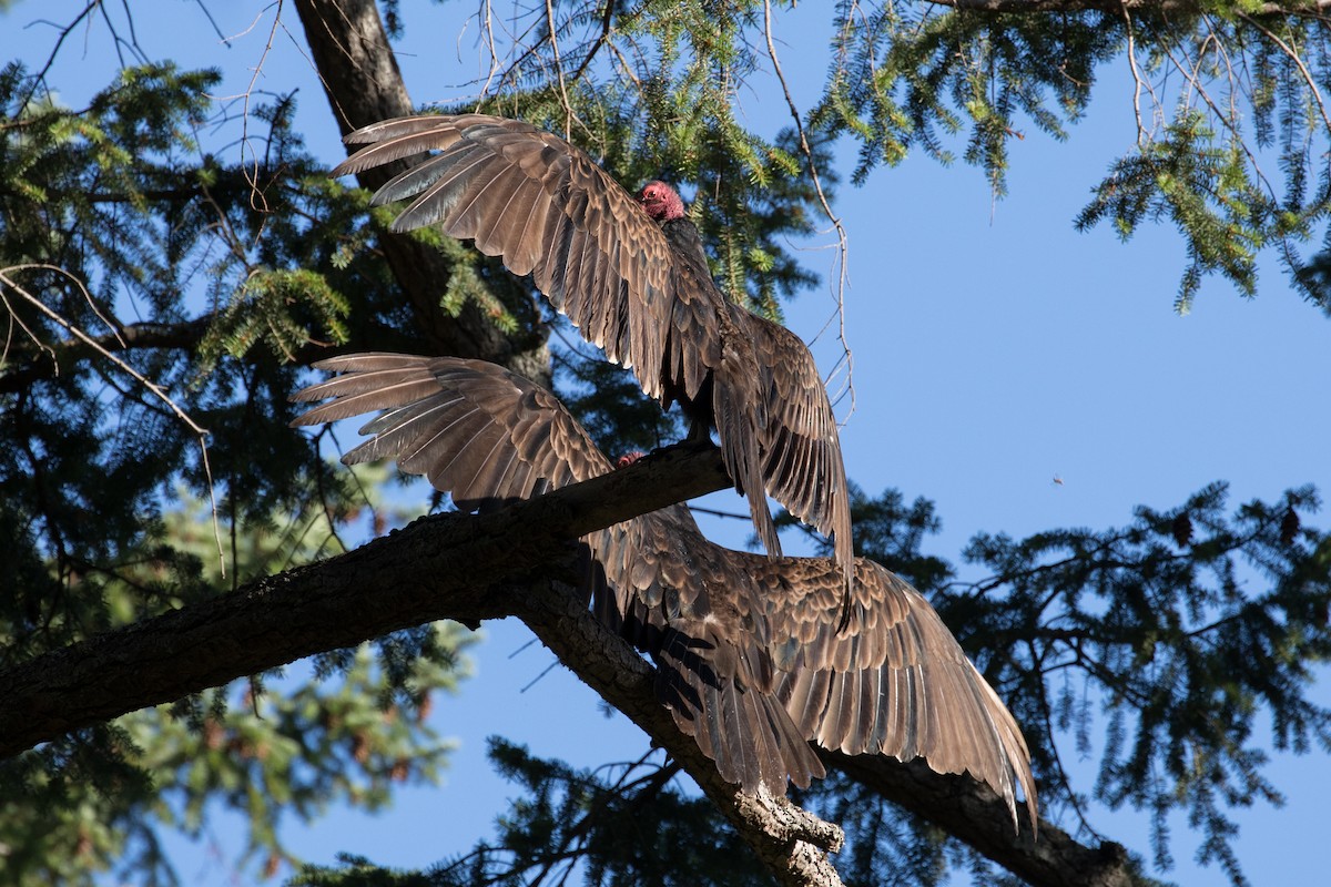 Turkey Vulture - Les Peterson