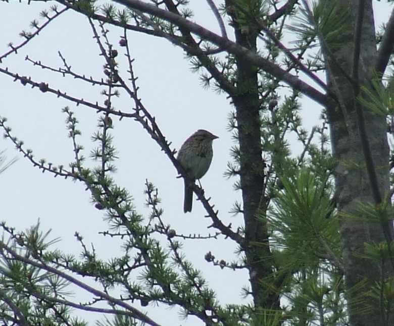 Lincoln's Sparrow - ML356145051