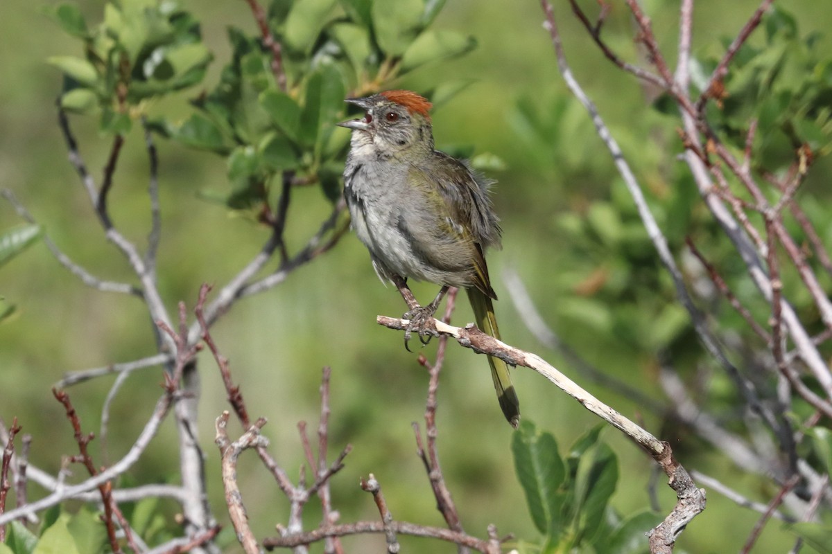 Green-tailed Towhee - ML356145981