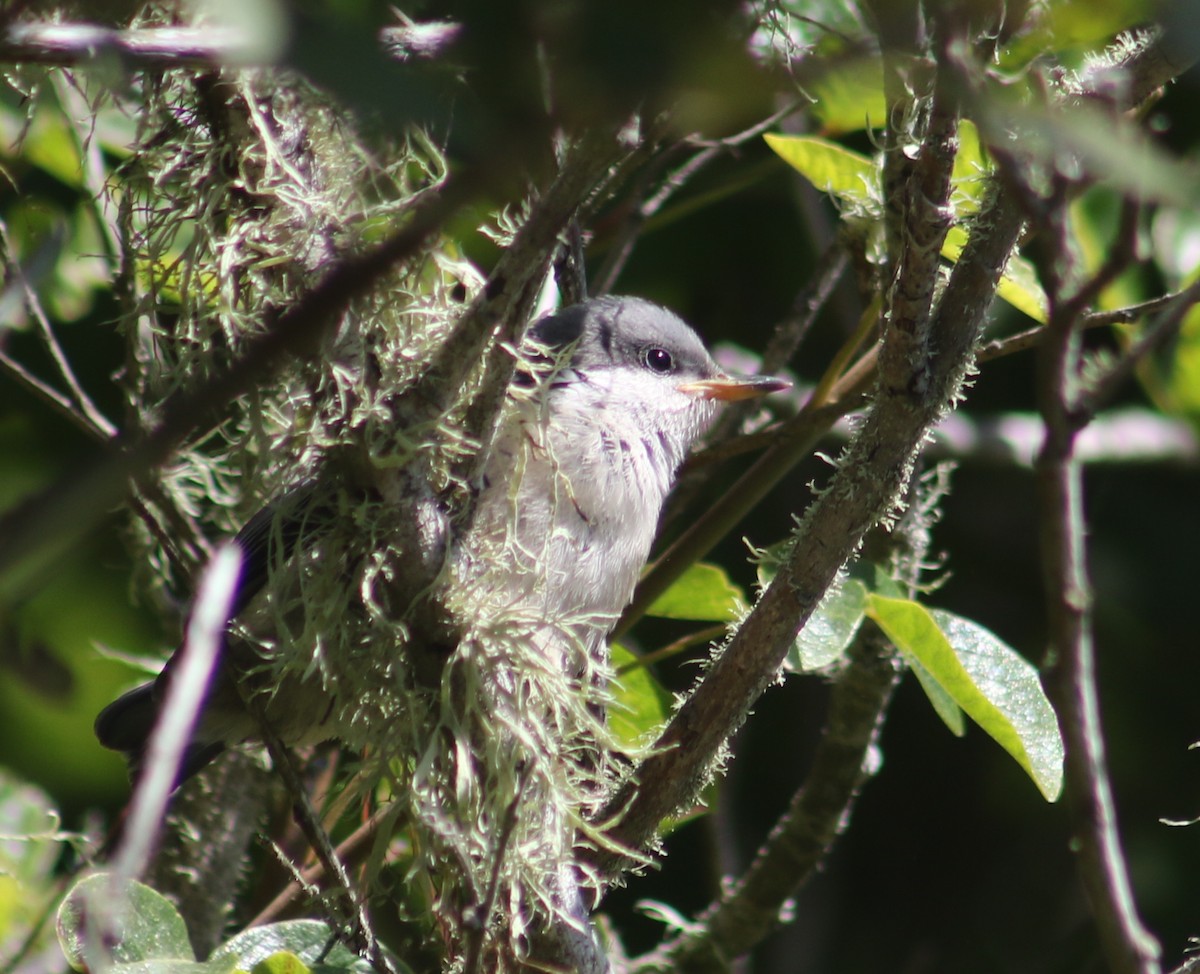 Pygmy Nuthatch - ML356146111