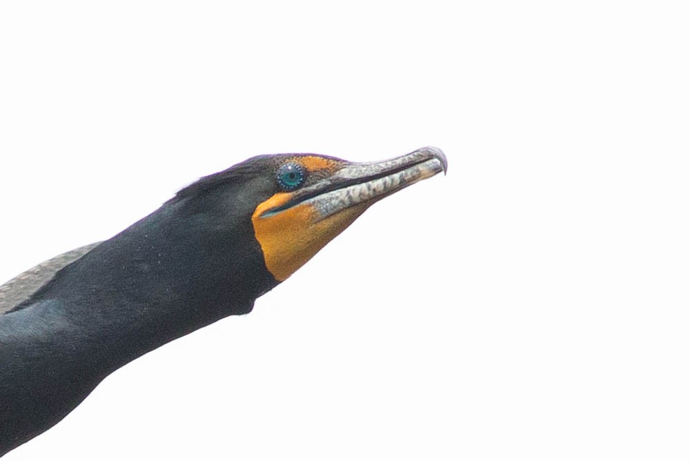 Double-crested Cormorant - ML356146301
