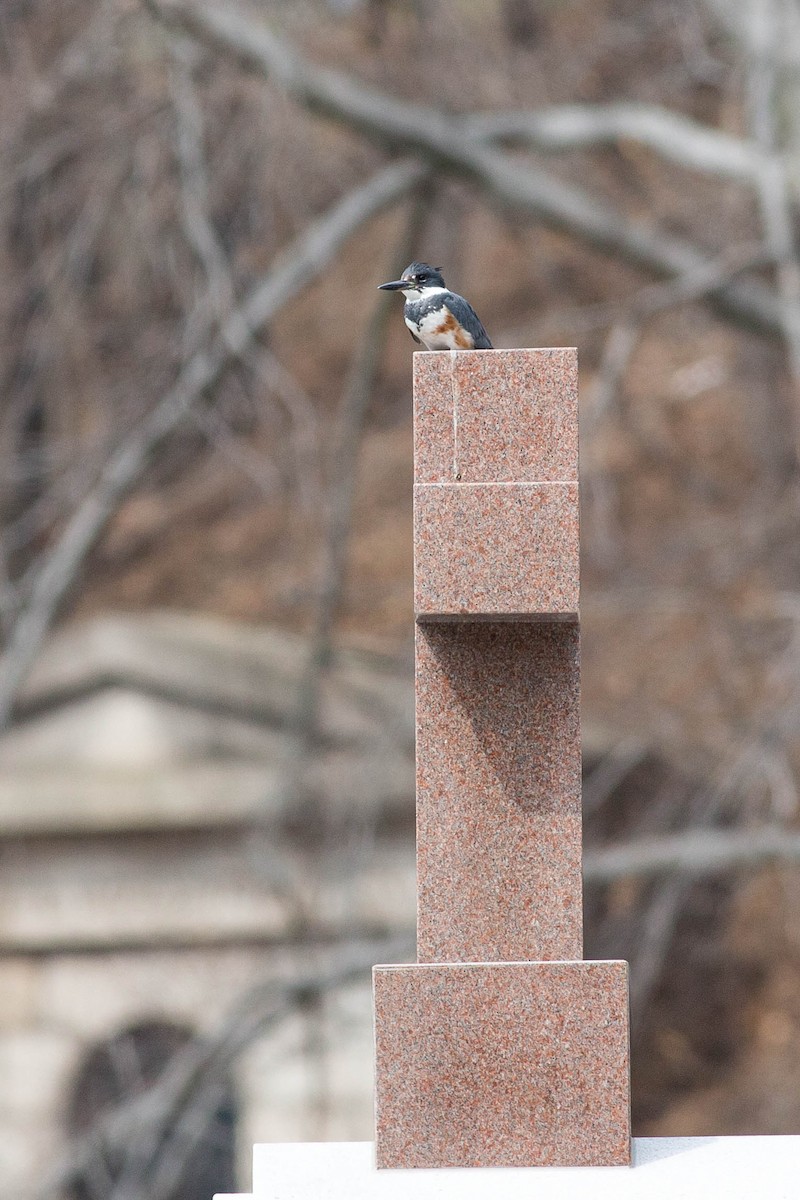 Belted Kingfisher - ML356146321