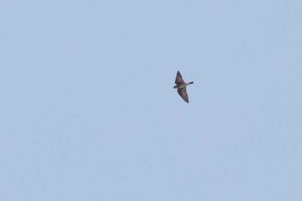 Northern Rough-winged Swallow - Doug Gochfeld