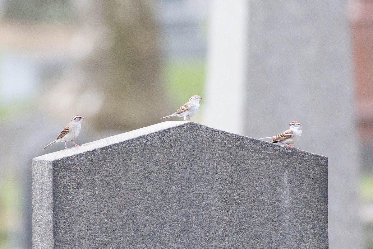 Chipping Sparrow - ML356146691