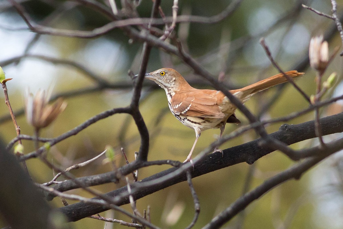 Brown Thrasher - ML356146791