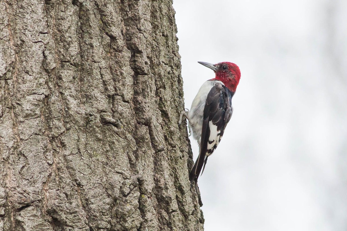Red-headed Woodpecker - ML356146811