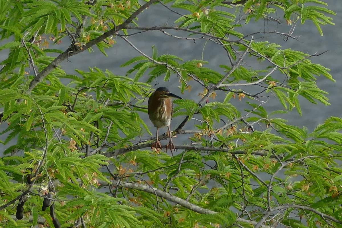 Green Heron - ML356146851