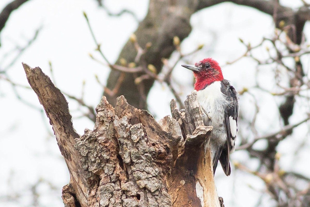 Red-headed Woodpecker - ML356146881