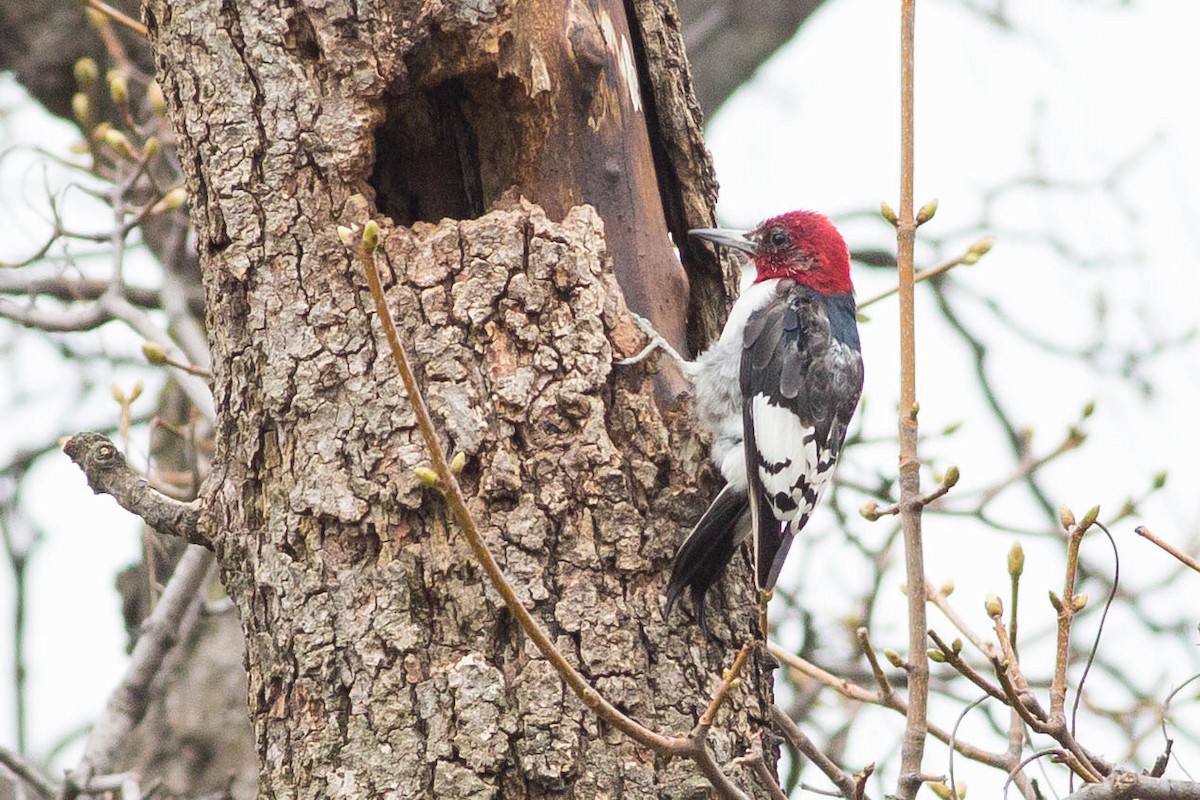 Red-headed Woodpecker - ML356146901