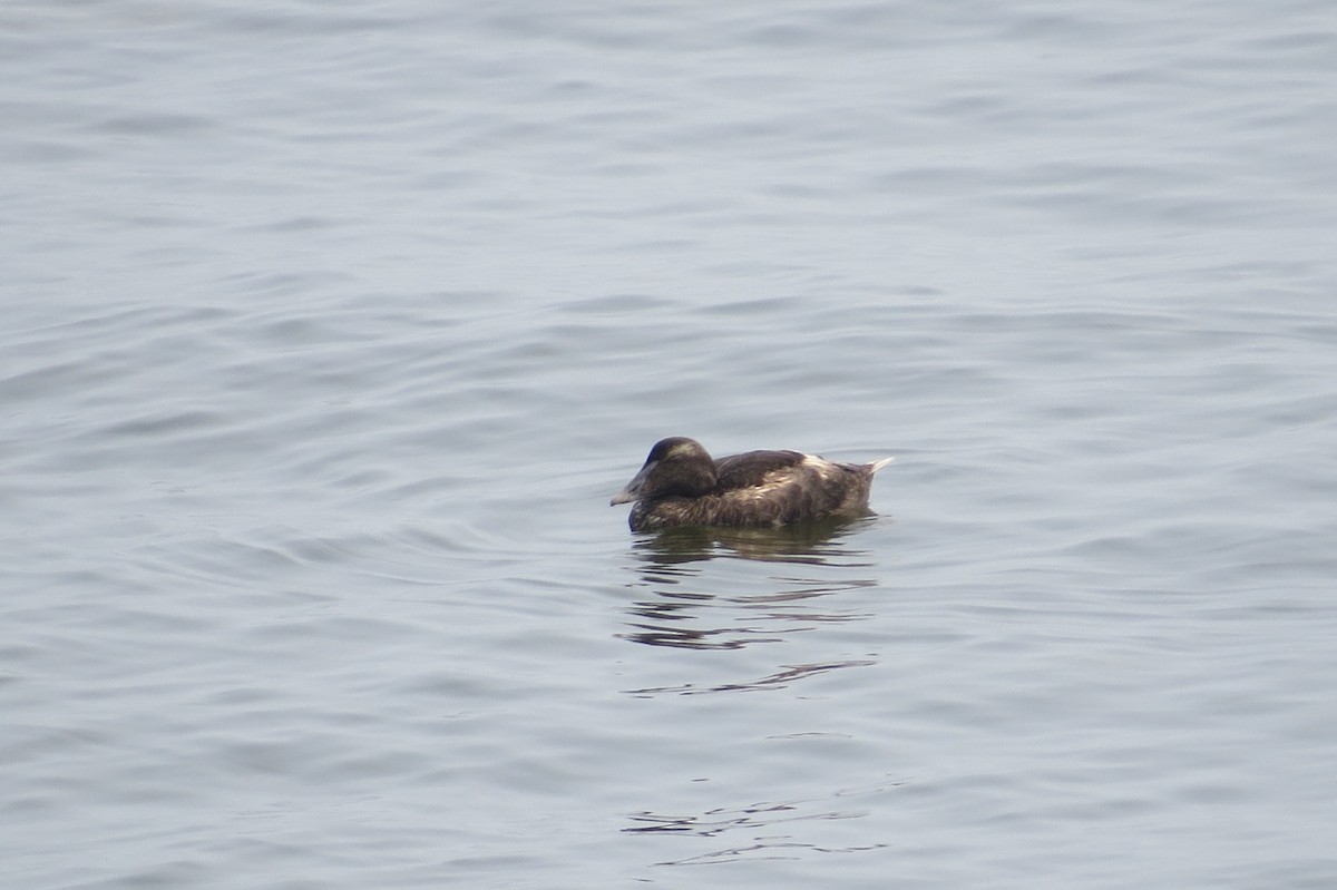 Common Eider - ML356147611