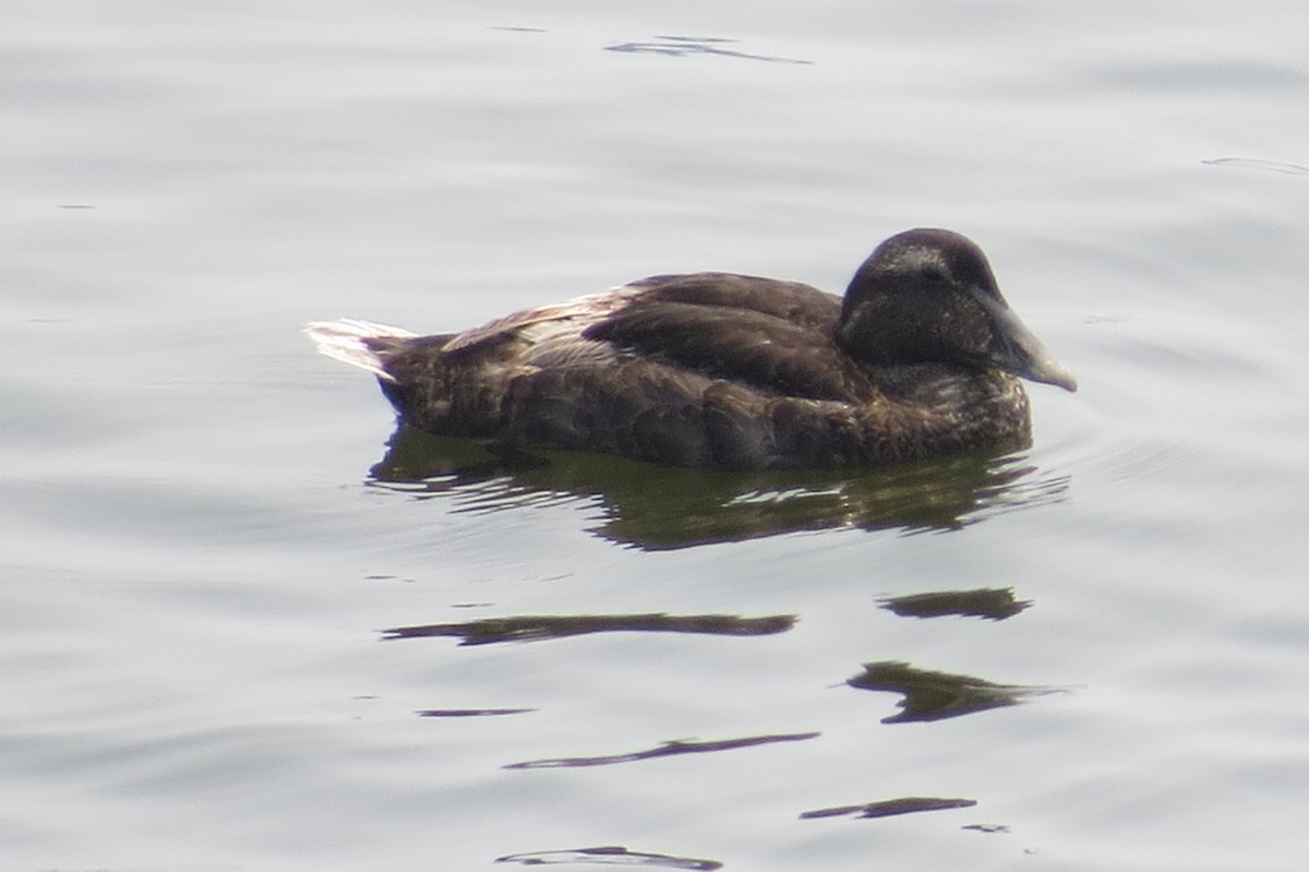 Common Eider - ML356147731