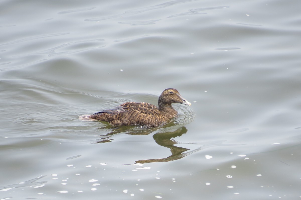 Common Eider - ML356147791