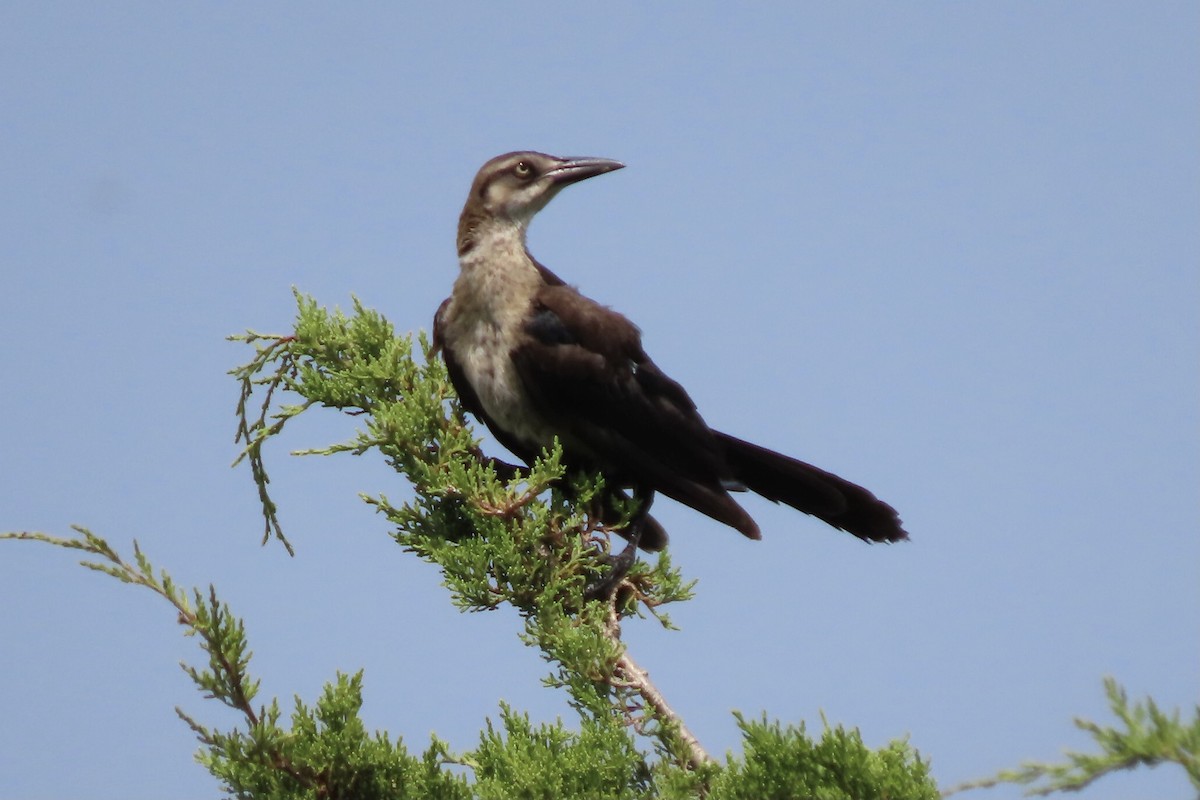 Great-tailed Grackle - ML356148511