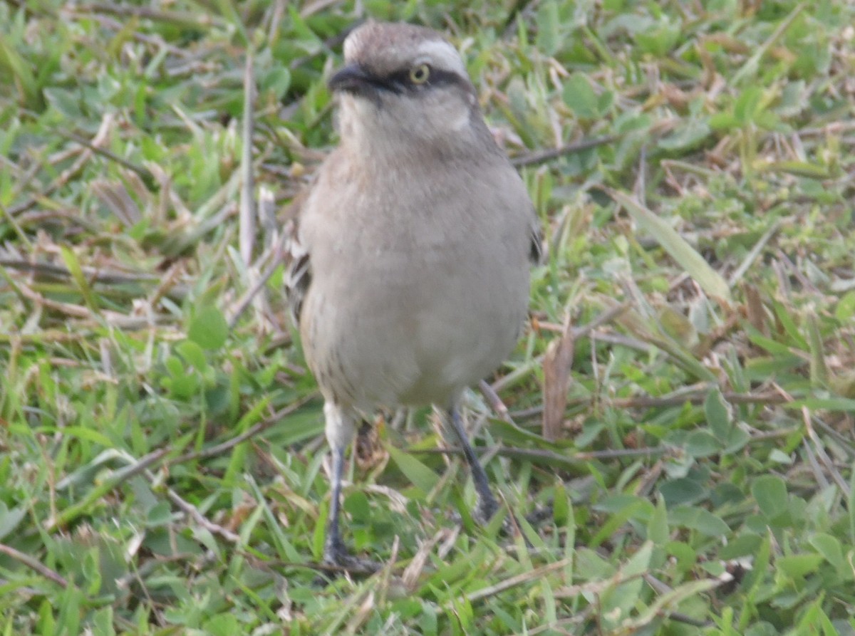 Chalk-browed Mockingbird - ML356148571