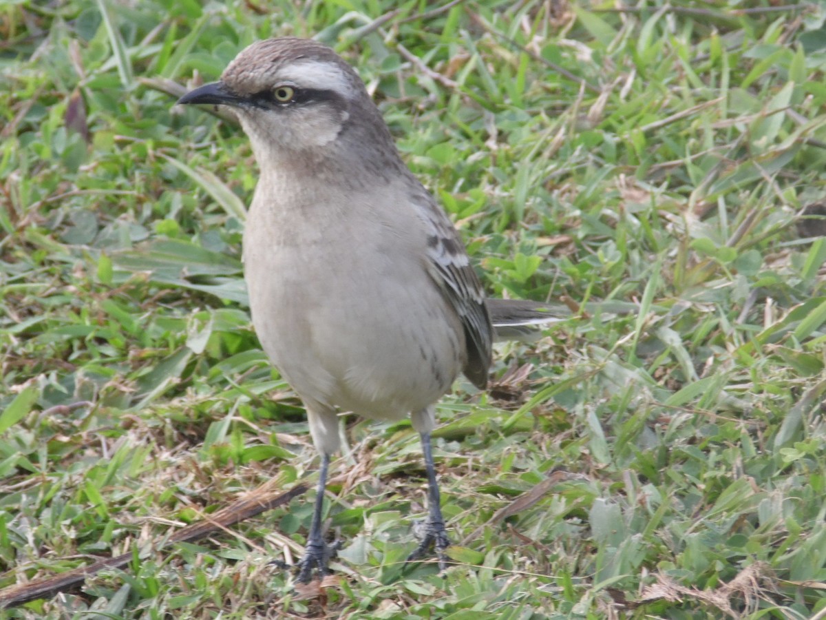 Chalk-browed Mockingbird - ML356148591