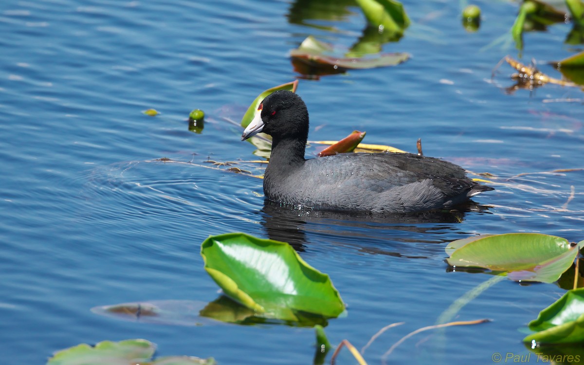 American Coot (Red-shielded) - ML35614881