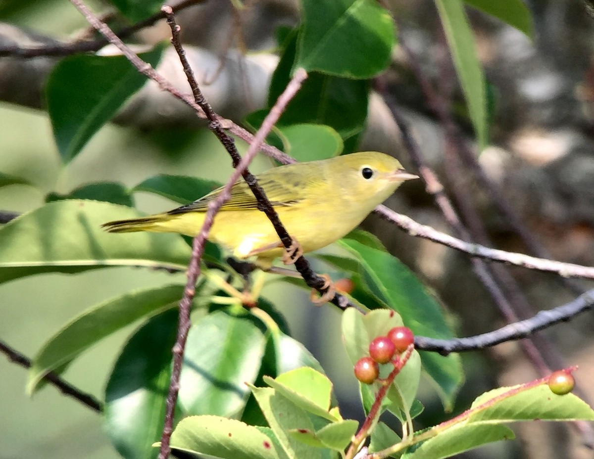 Yellow Warbler (Northern) - Rick Heil