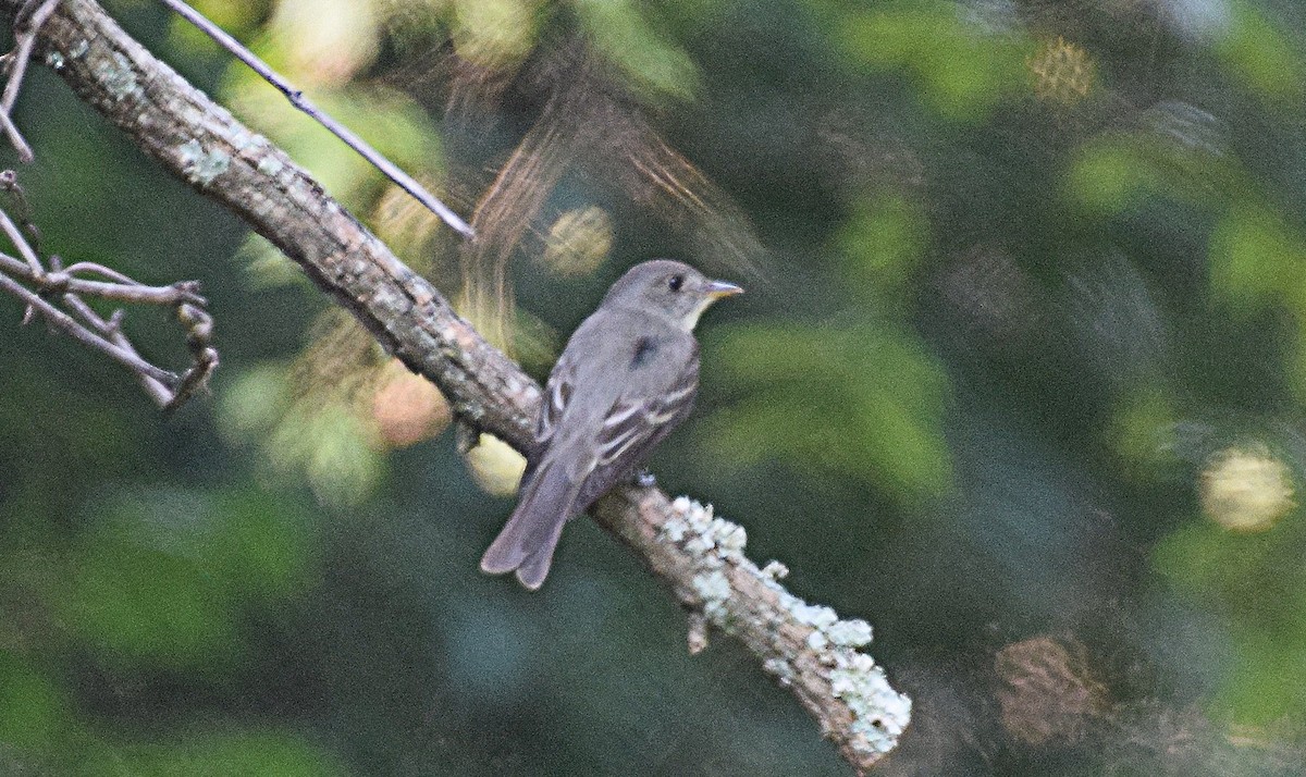 Eastern Wood-Pewee - ML356149181