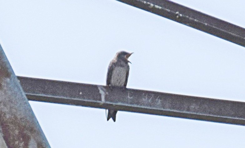 Purple Martin - ML356149221