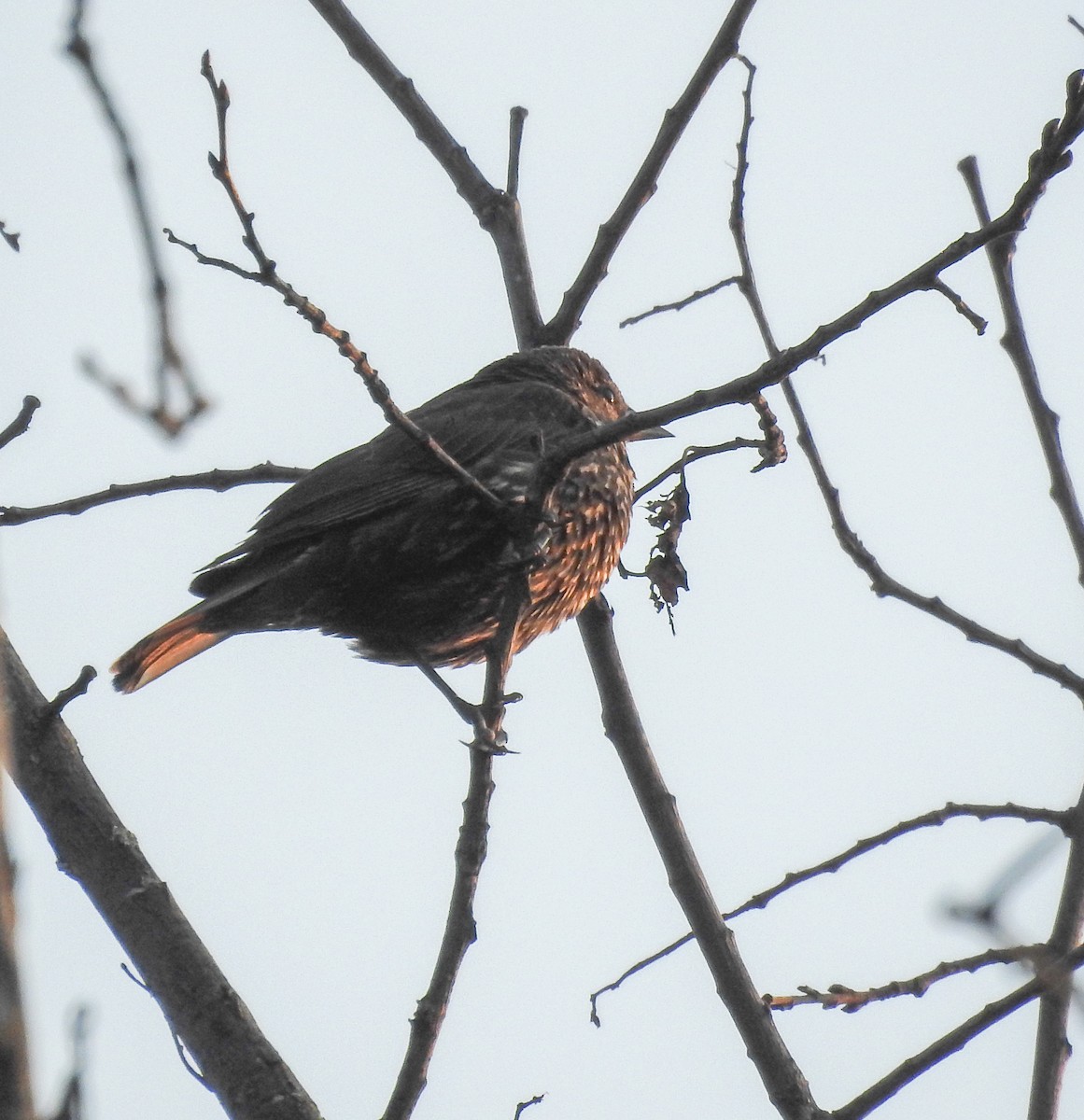 European Starling - ML356149331