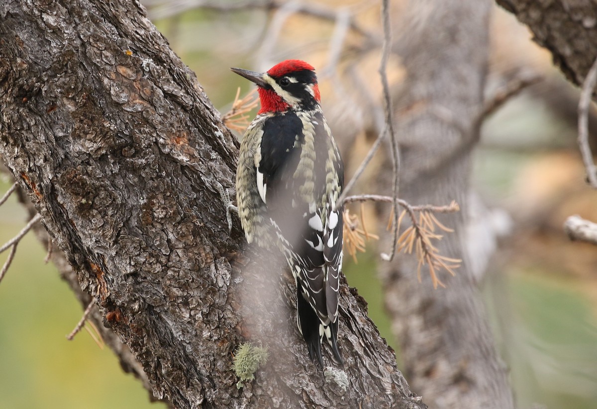 Red-naped Sapsucker - ML35614951