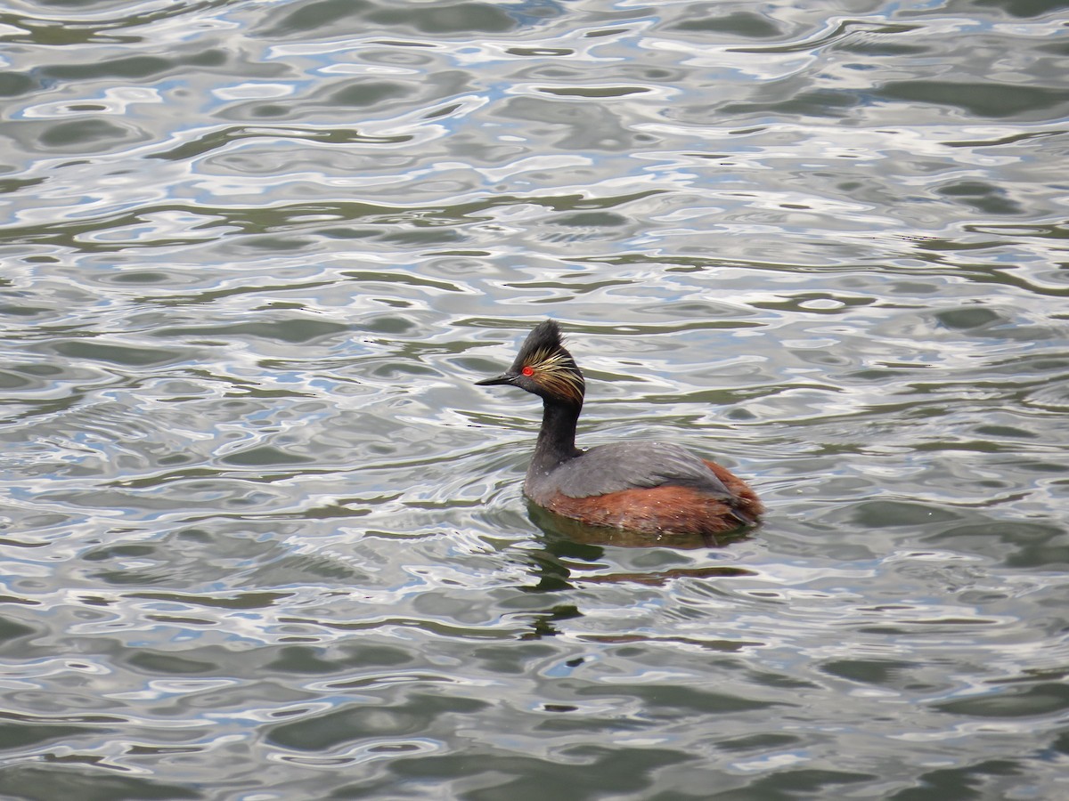 Eared Grebe - ML35614991