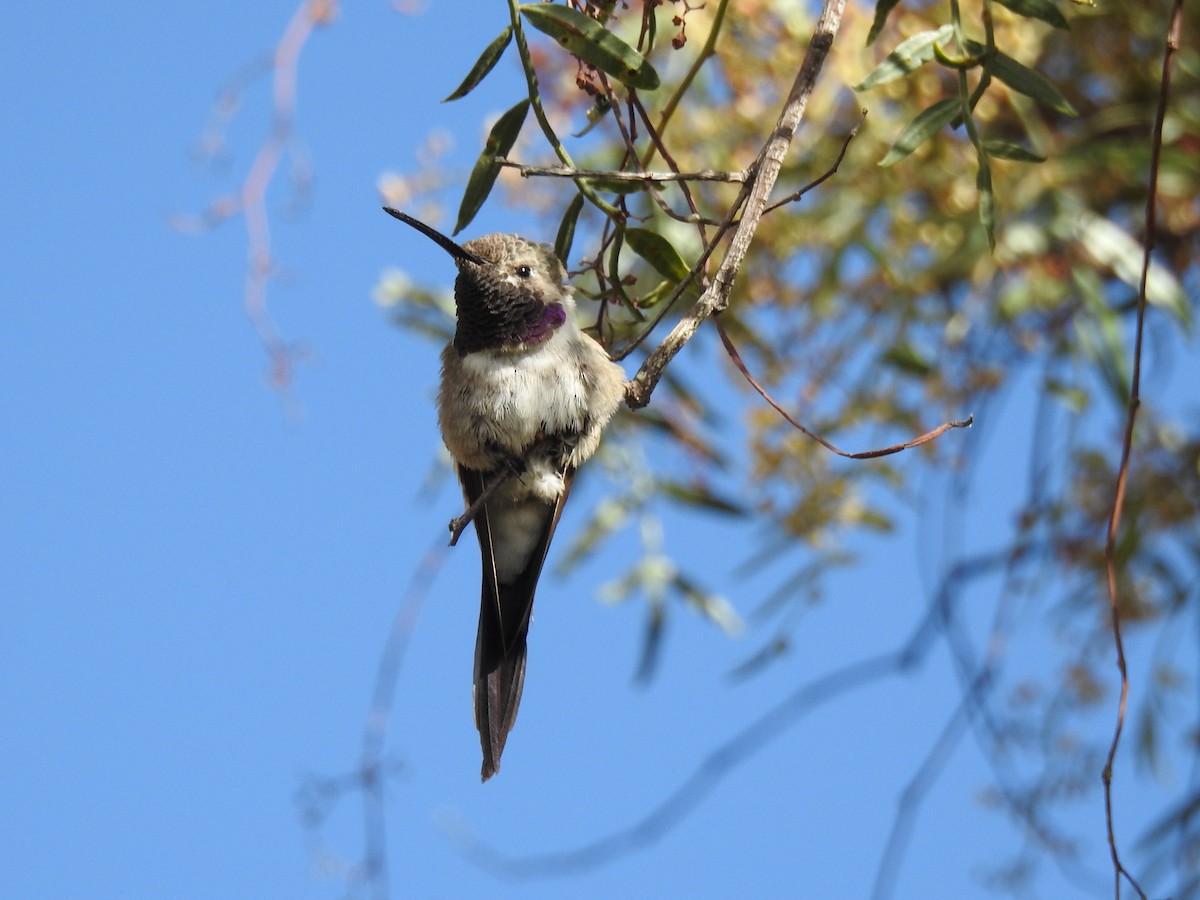 Oasis Hummingbird - Saskia Hostens