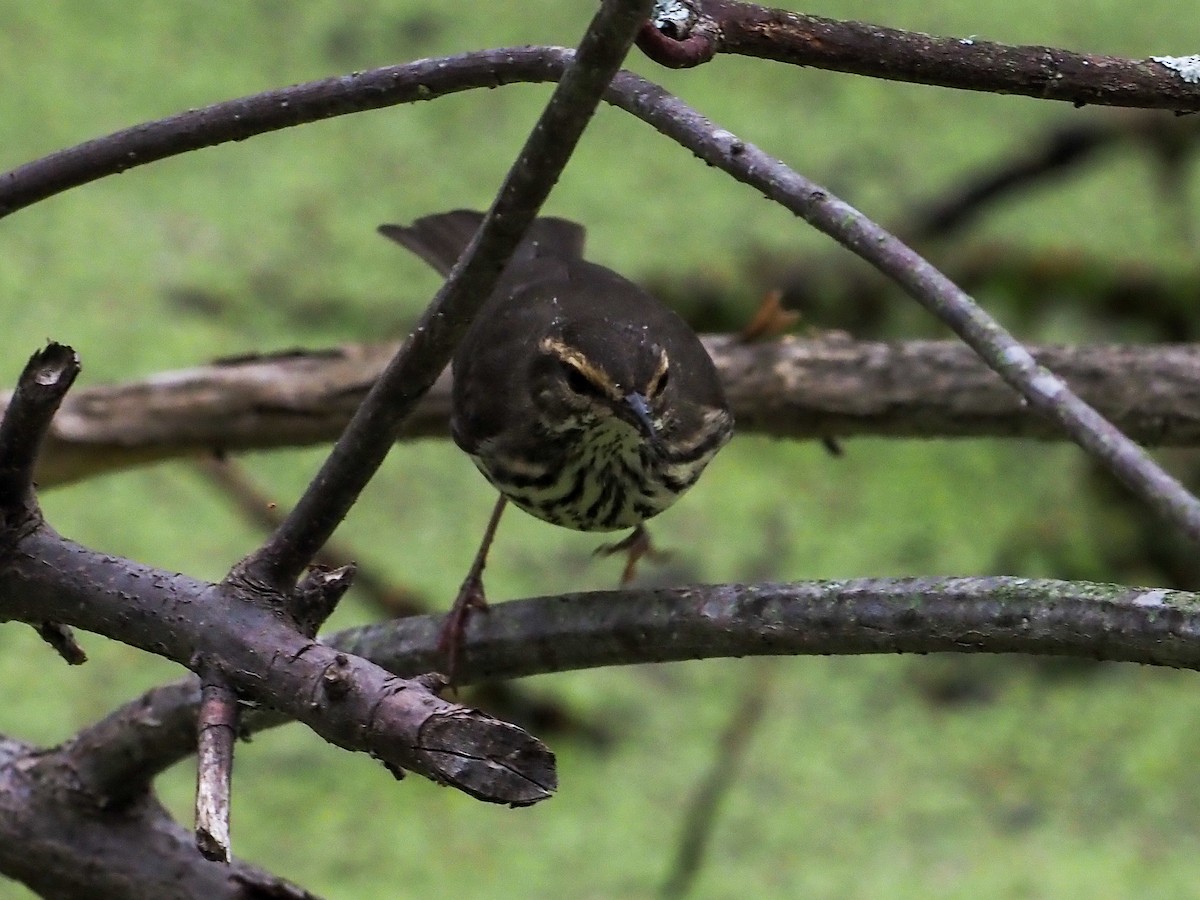 Northern Waterthrush - ML356150261