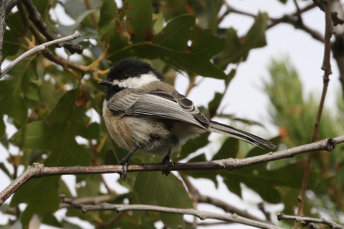 Black-capped Chickadee - Bob Friedrichs