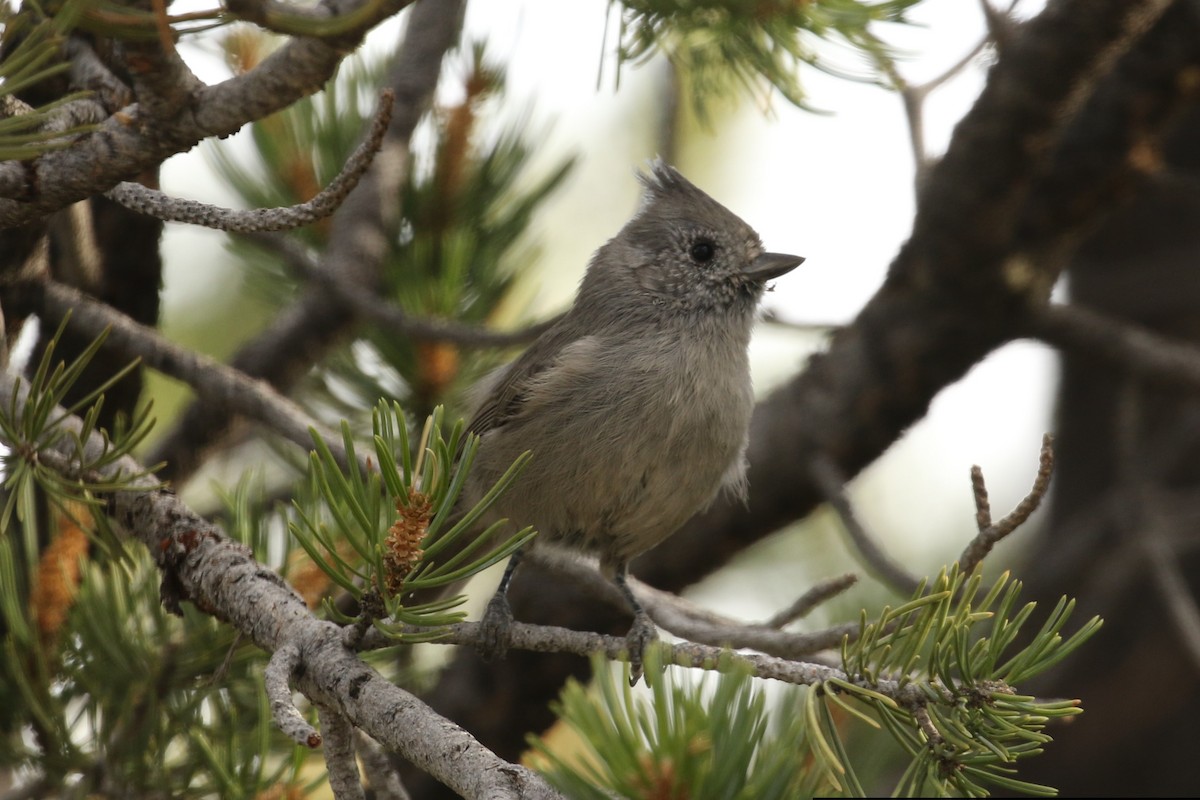 Juniper Titmouse - Bob Friedrichs