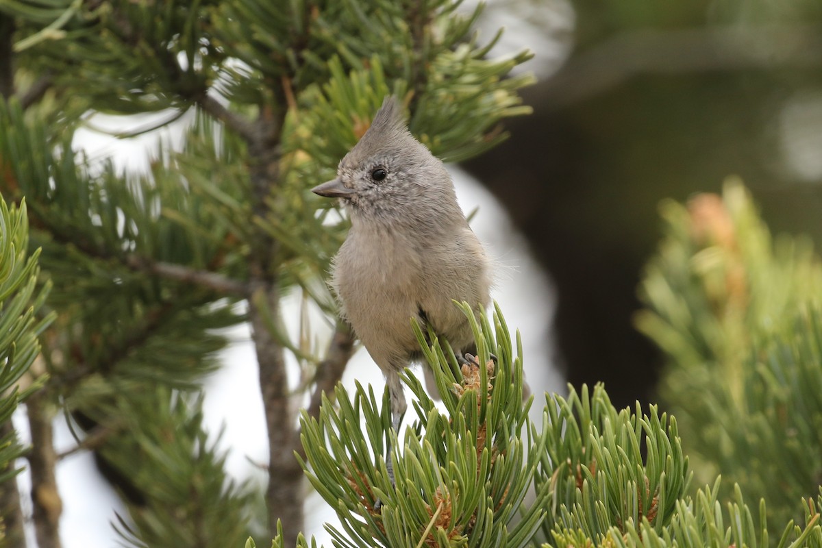 Juniper Titmouse - ML35615151