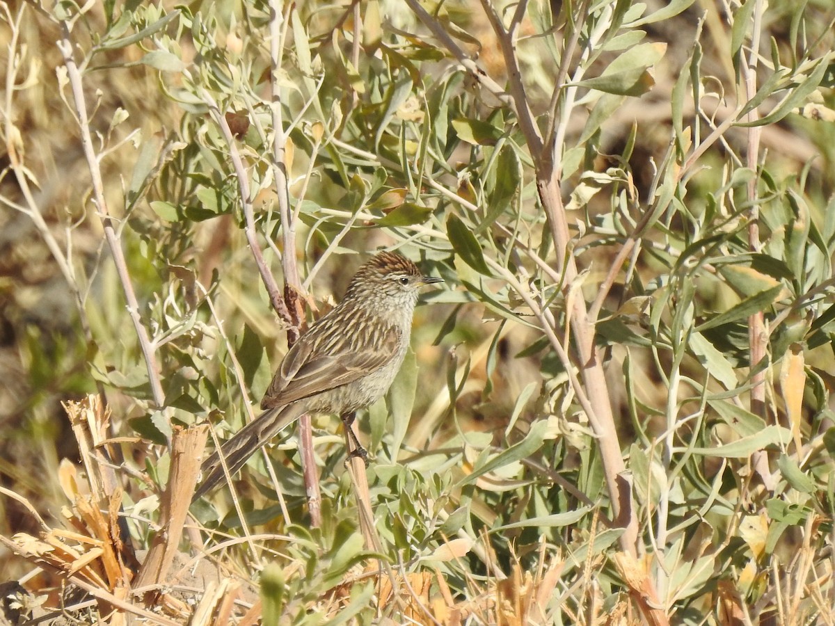 Streaked Tit-Spinetail - ML356151551