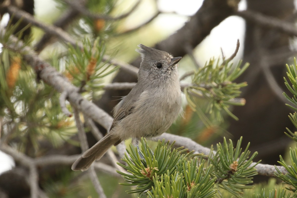 Juniper Titmouse - ML35615161