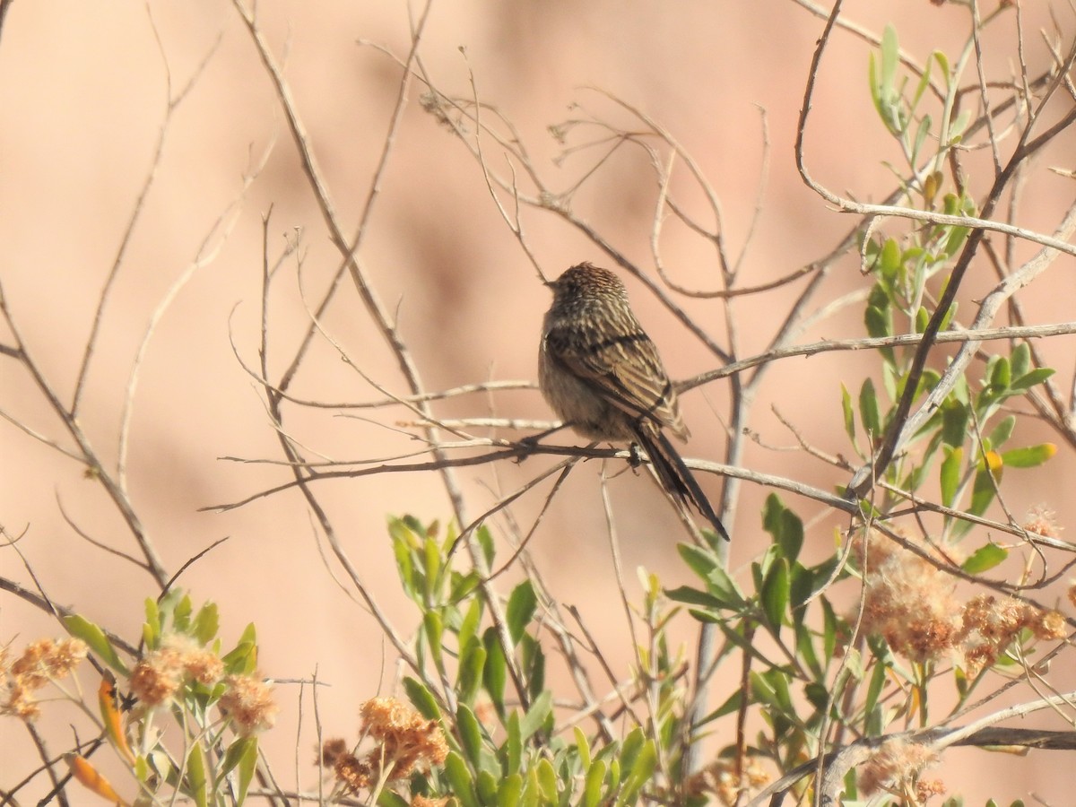 Streaked Tit-Spinetail - ML356151881