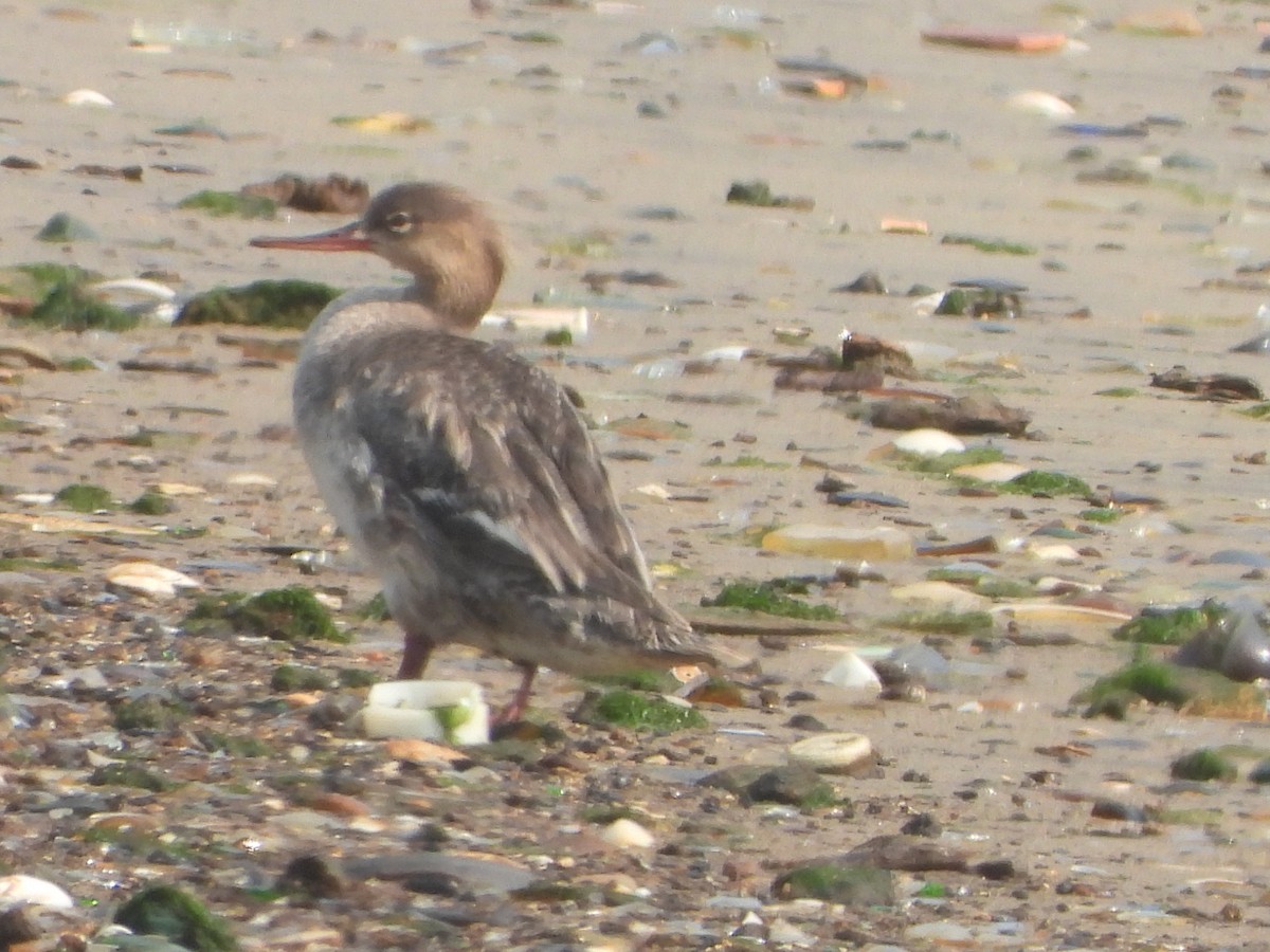 Сэвгэр бохио - ML356153001