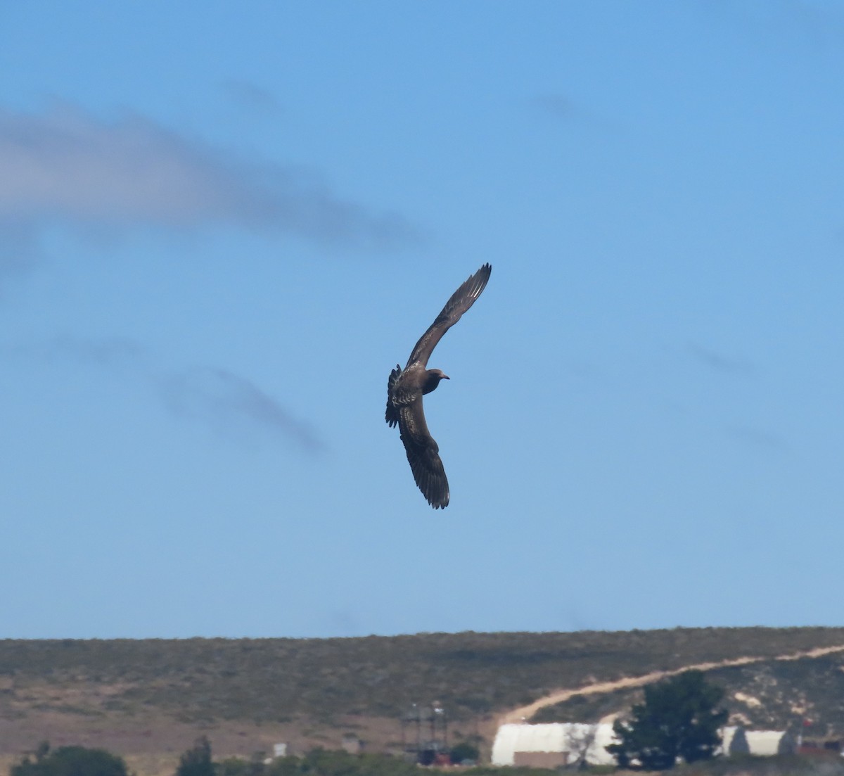 Heermann's Gull - The Kingbirder