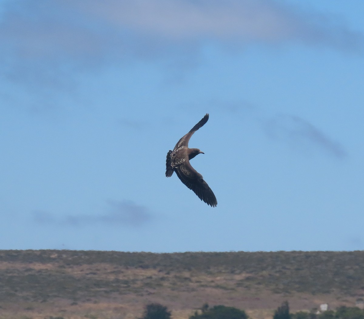 Gaviota Mexicana - ML356153901