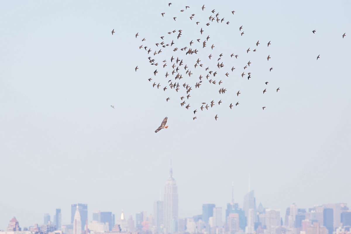 Red-tailed Hawk - ML356154261