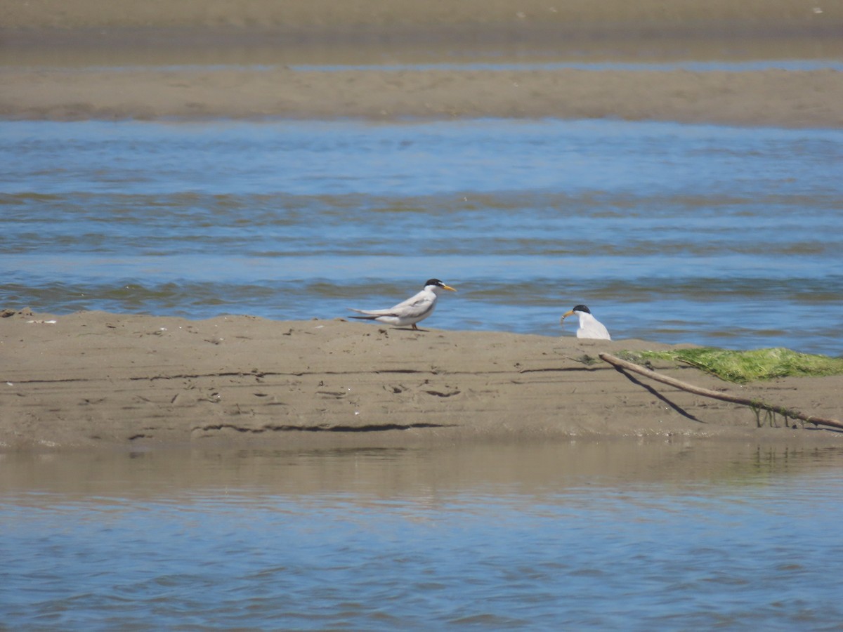 Least Tern - ML356154271