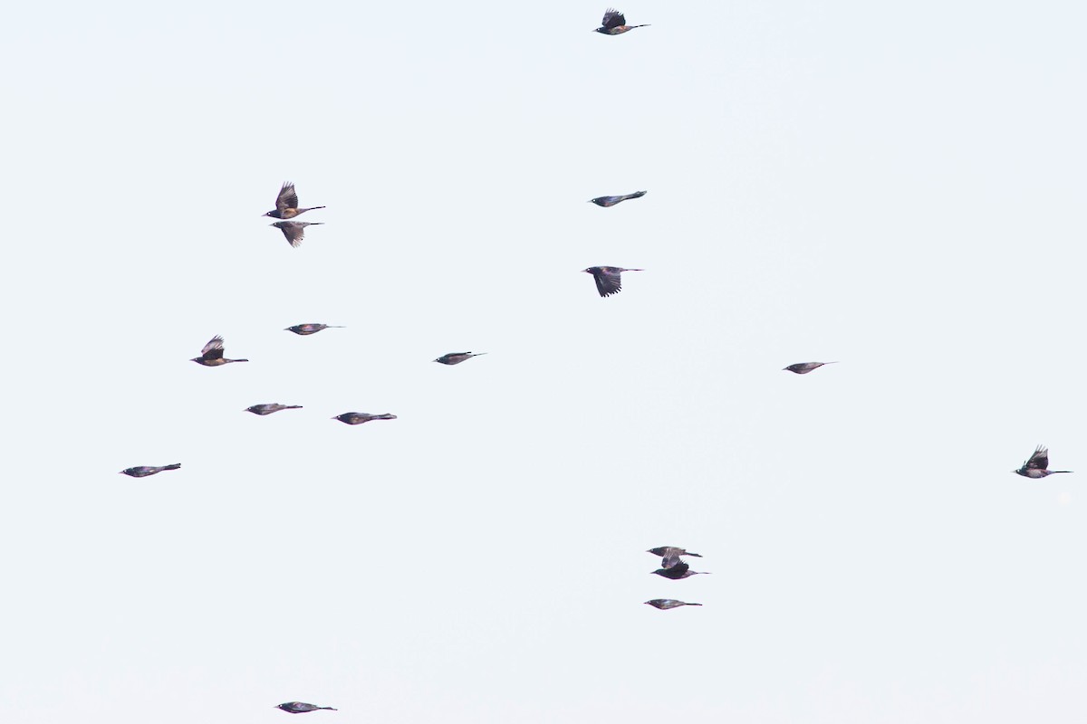 Purpurgrackel - ML356154461