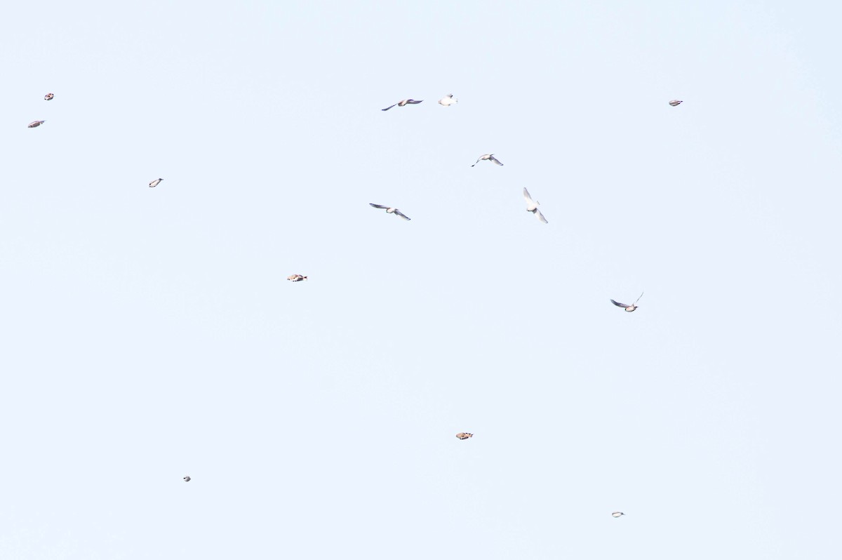Snow Bunting - ML356154581