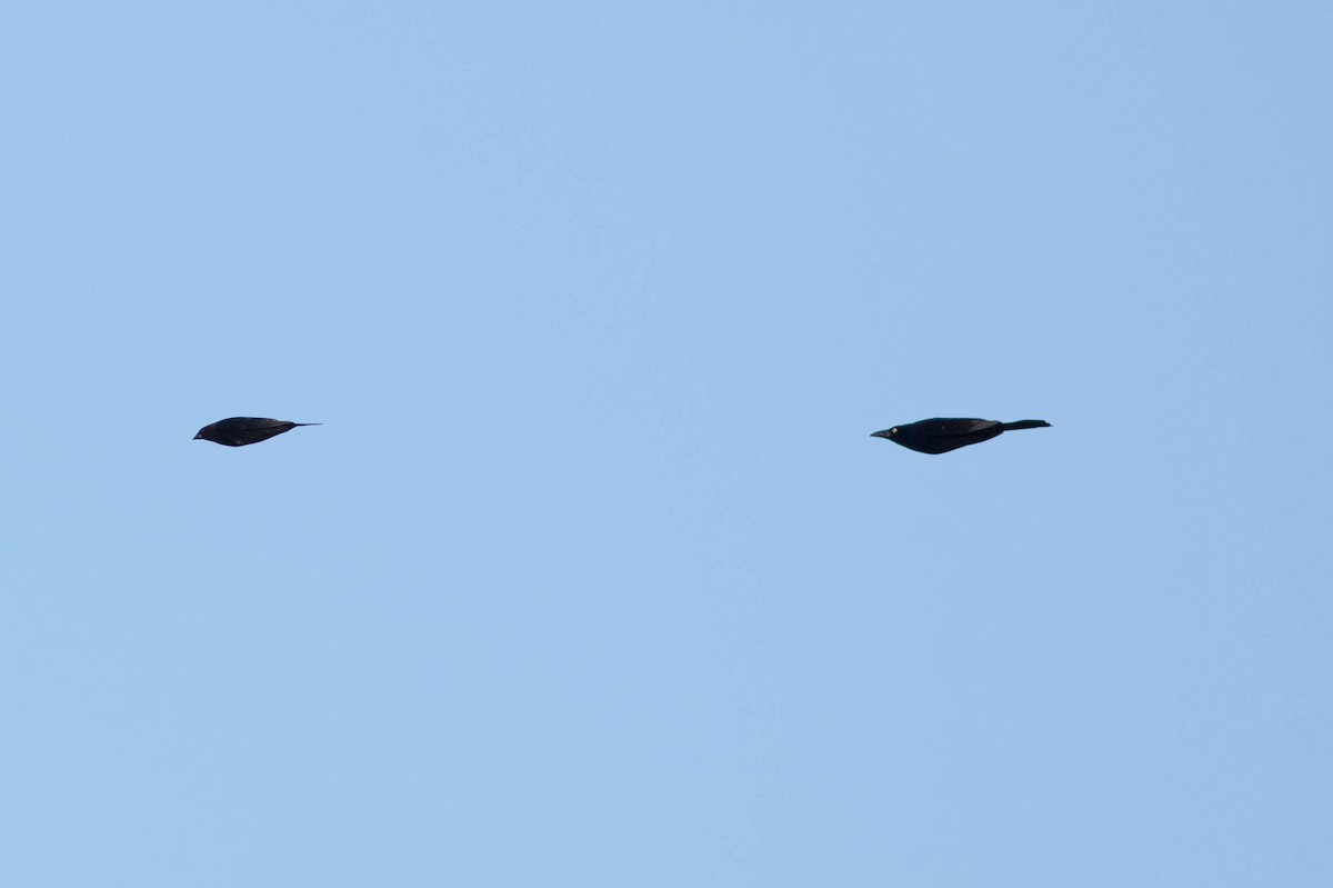 Purpurgrackel - ML356154851