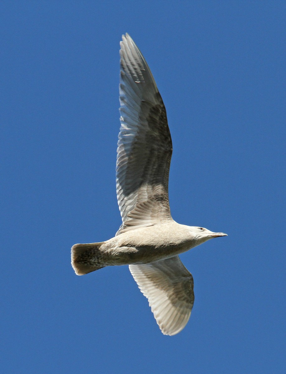 Glaucous-winged Gull - ML35615531