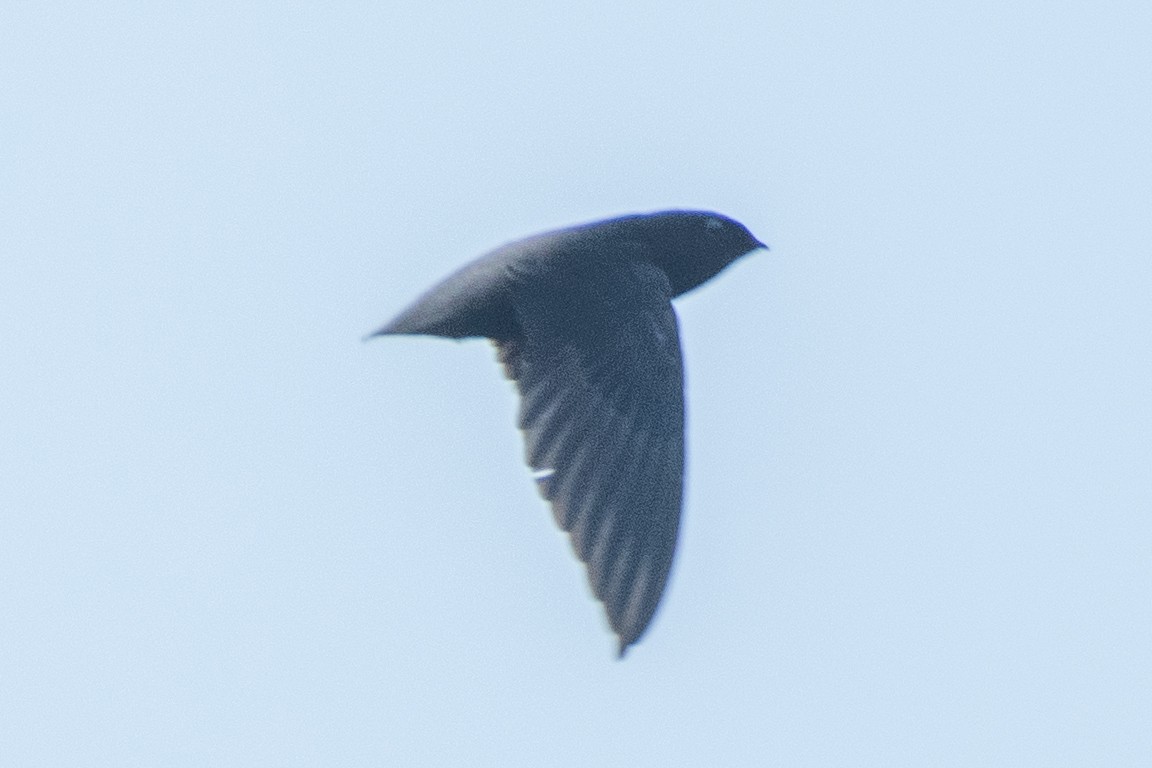 Short-tailed Swift - Cody Limber