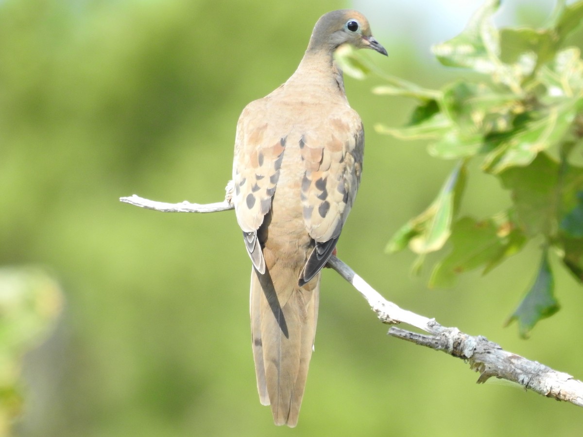 Mourning Dove - Dennis S Main