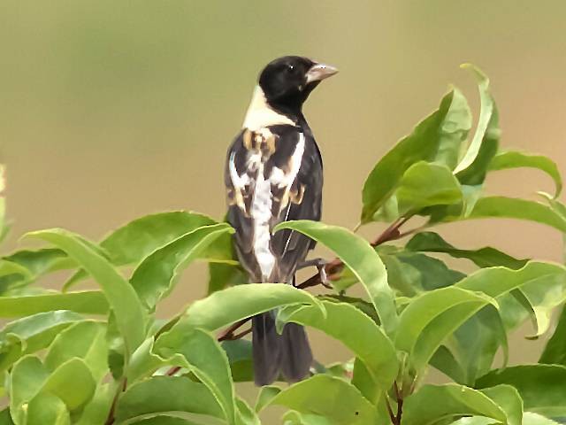 Bobolink - ML356158561