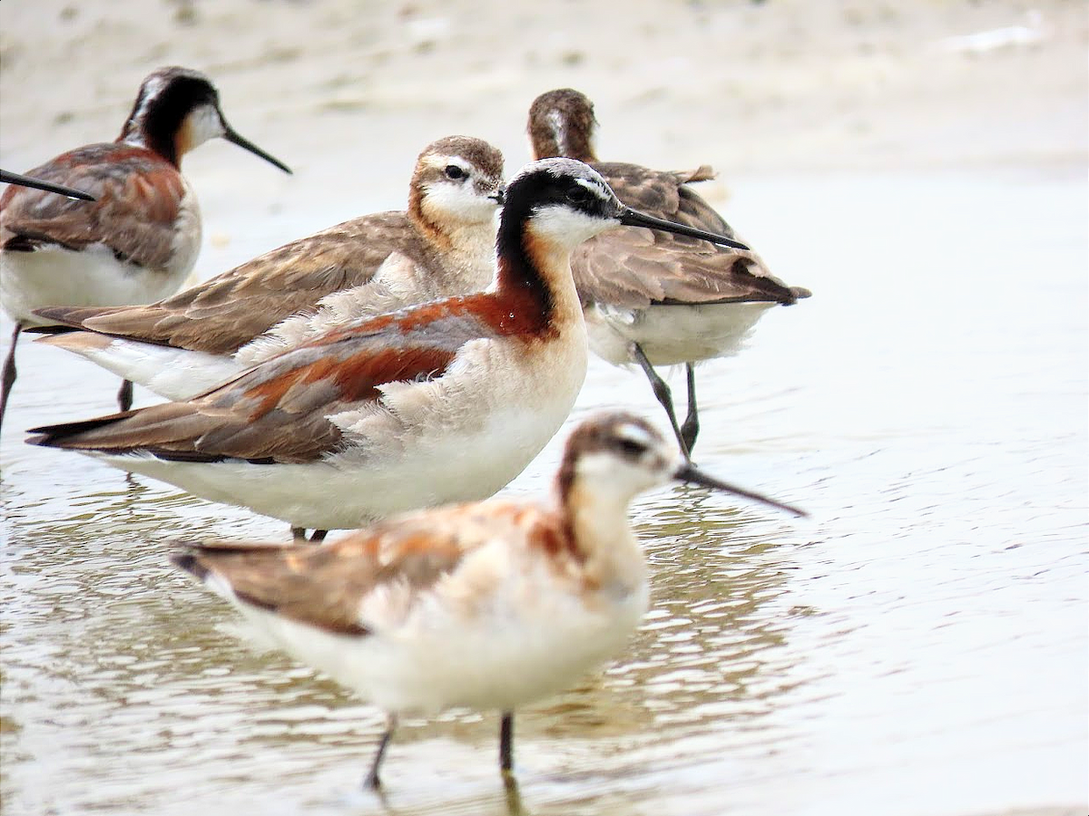 Phalarope de Wilson - ML356158901